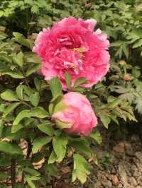 市內公園賞花小攻略