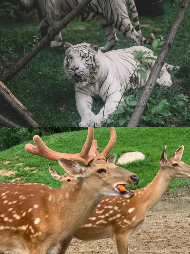 去北京動物園的遊客們,攻略不用再找了