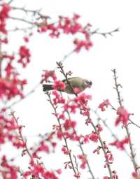 龜山公園的櫻花