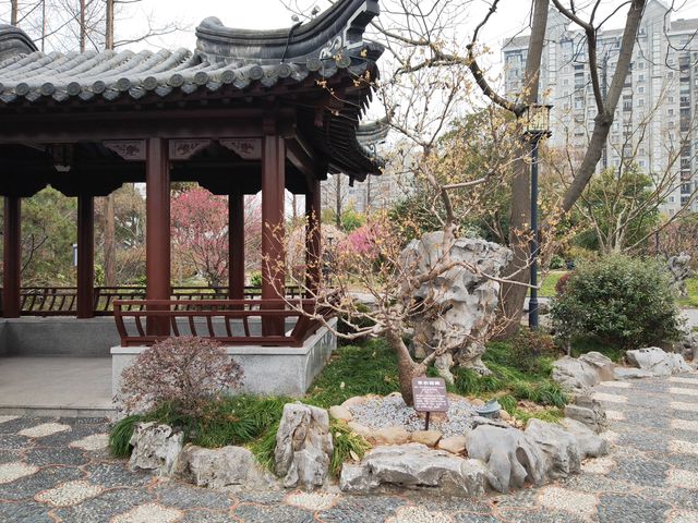 真如公園梅花景