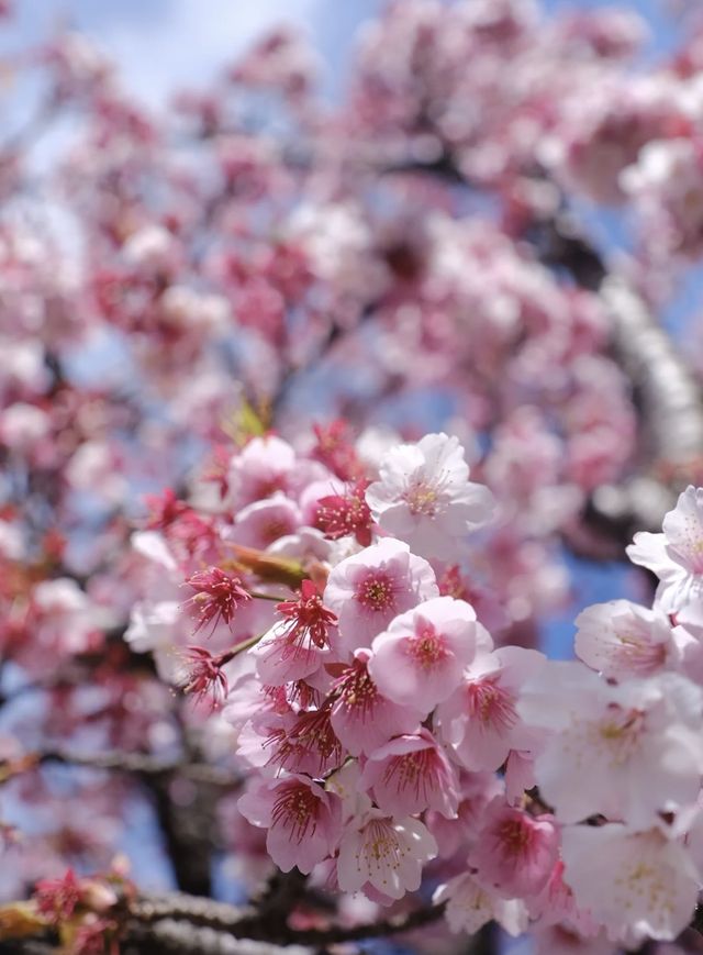 熱海 | 櫻花詳細攻略。