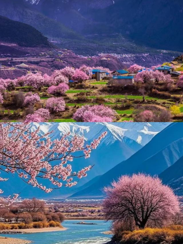 林芝受罪已回，要去的姊妹慎重。