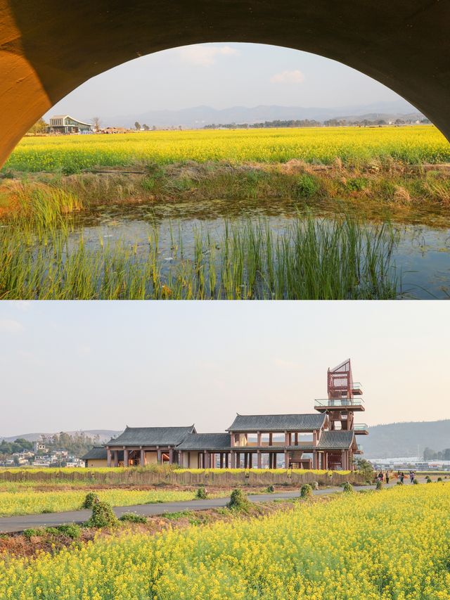 建水三月,去雙龍橋睇油菜花海 建水三月,去雙龍橋睇油菜花海