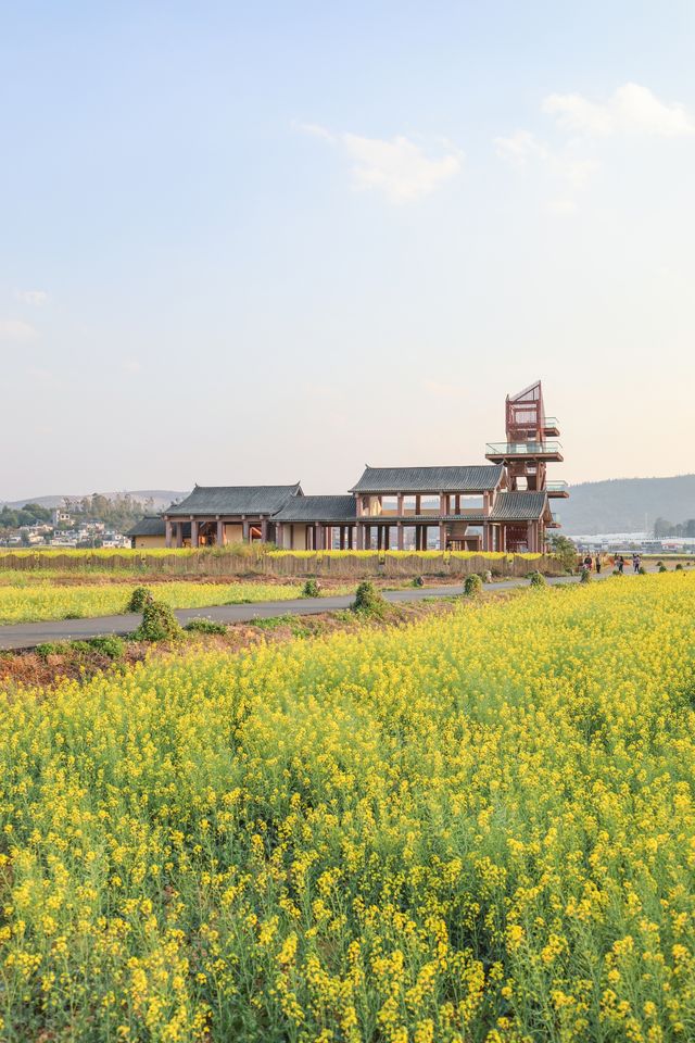 建水三月,去雙龍橋睇油菜花海 建水三月,去雙龍橋睇油菜花海