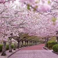 🌸京都小眾寶藏地 | 亀岡七谷川