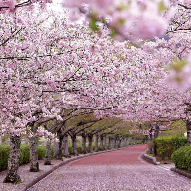 🌸京都小眾寶藏地 | 亀岡七谷川