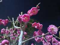 達州春天賞花季