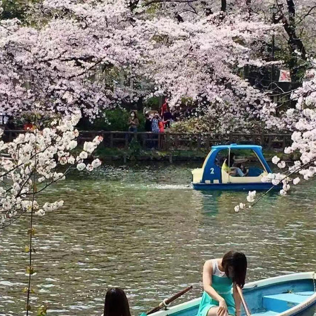 🌸東京人的春日烏托邦 井之頭恩賜公園🌸