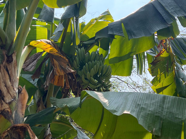 🌳深圳西麗生態公園，心之嚮往