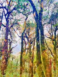 哀牢山林秀，翠谷韻長留，野趣意悠悠