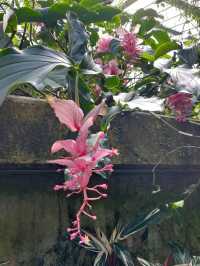 Witness the Blooming of the Corpse Flower!