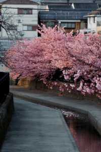 京都淀河津桜の現状を楽しむ