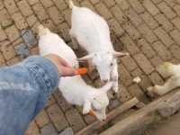 上海動物園，春遊好去處