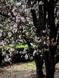 雨中的花兒，為初春的徐匯公園增添了幾分溫馨。