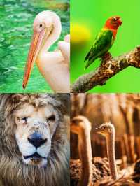 5. 北京野生動物園隱藏玩法，99% 的人都不知道？