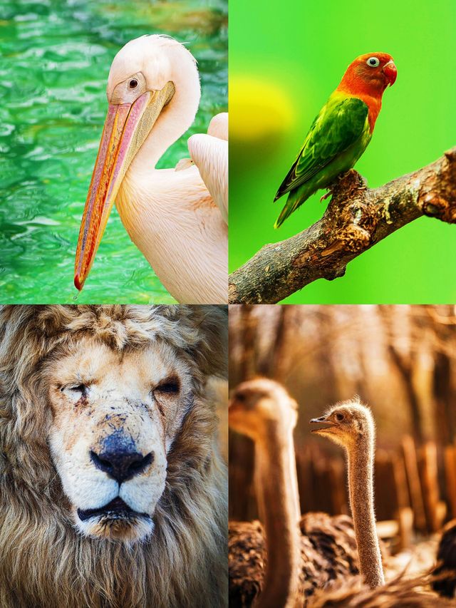 5. 北京野生動物園隱藏玩法，99% 的人都不知道？