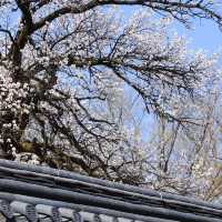 🌸韓國春日限定 | 景福宮的櫻花盛宴