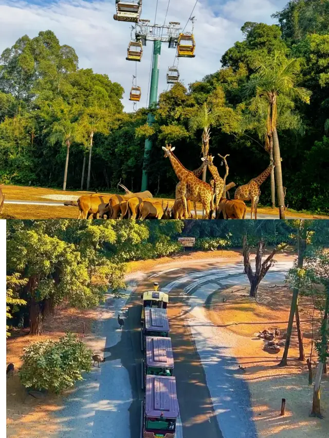 Chimelong | Unlock a Fantastic Journey of Fun and Wonder