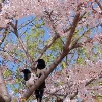 🇰🇷首爾|四月賞櫻天花板🌸서울숲🌸必去