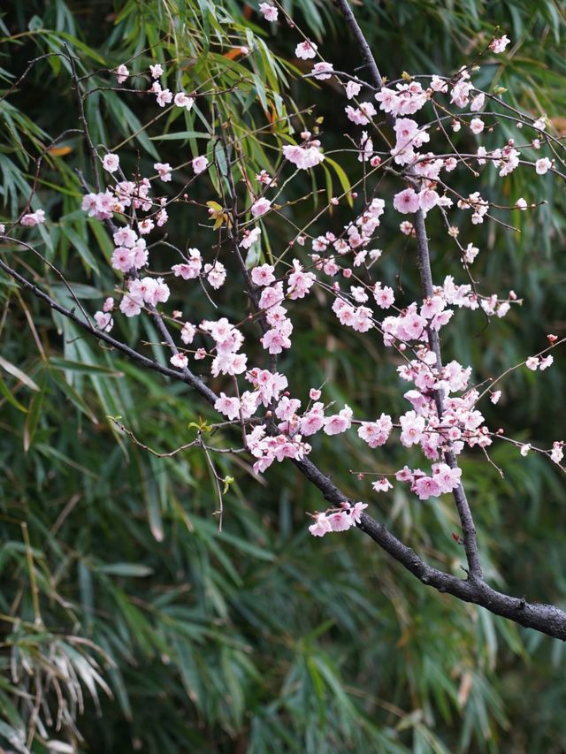 杭州四眼井賞桃花攻略