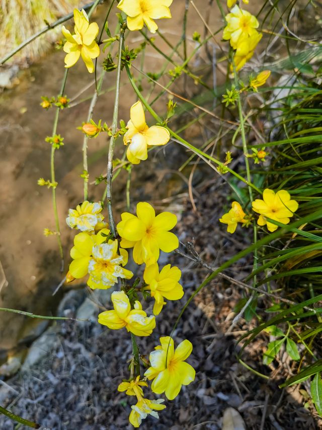 杭州的迎春花已開