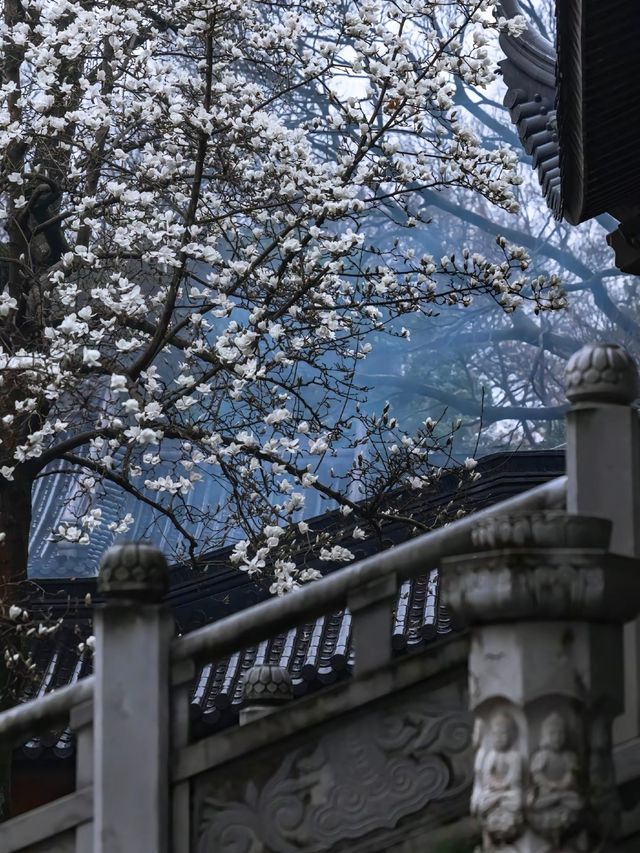 接下來的南京，是一萬次的春和景明