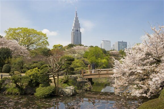 🌸Trip接送機|日本春日出遊指南·東京篇2