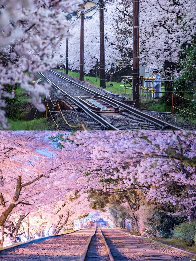 Complete Guide to Cherry Blossom Viewing in Kansai, Japan 🌸