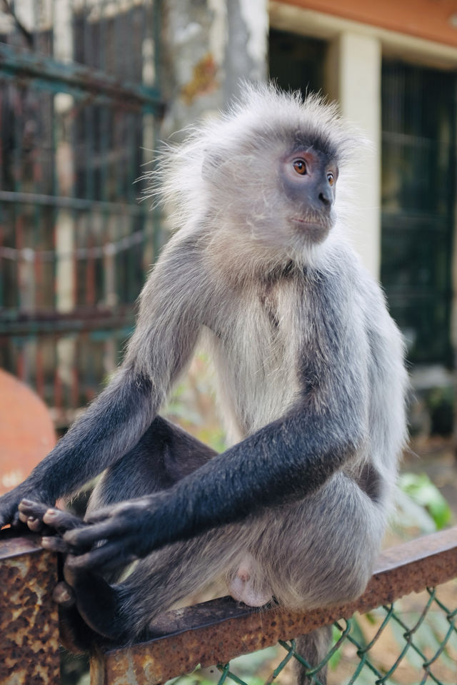 胡志明西貢動物園及其周邊
