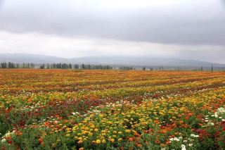 Hutubi Shitizi Tianshan Flower Sea Scenic Area:
