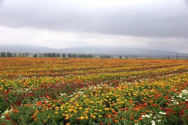 《呼圖壁石梯子天山花海景區：