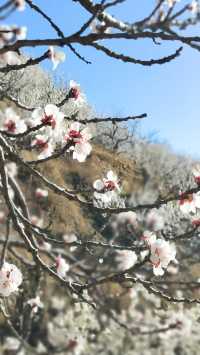 青島櫻花節賞花攻略：春日青島，粉白晚霞的童話世界。