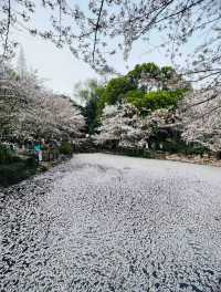 虹口足球場櫻花季，魔都春日嘅浪漫序章