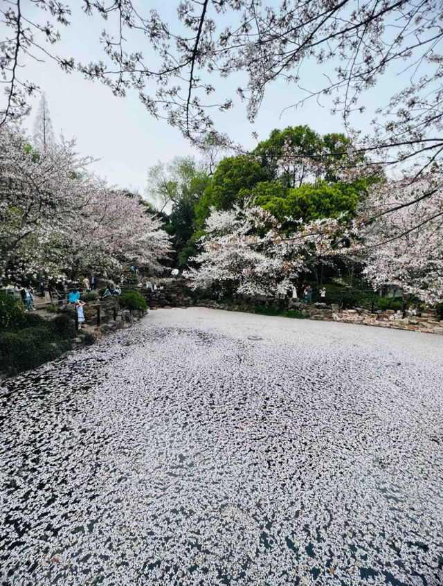 虹口足球場櫻花季，魔都春日嘅浪漫序章