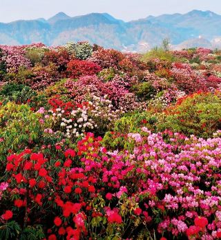 Check-in – Baili Dujuan Scenic Area, Bijie, Guizhou