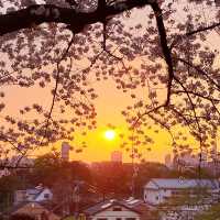 🌸福岡遊之舞鶴公園賞櫻🌸 