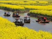Endless Yellow Blossoms in a Waterway Labyrinth 