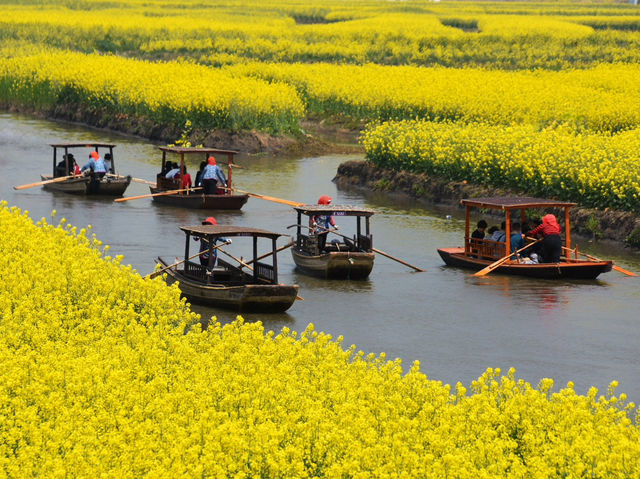 Endless Yellow Blossoms in a Waterway Labyrinth 
