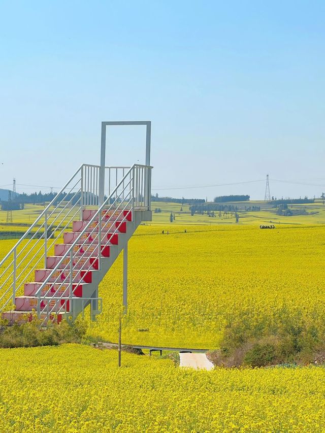 被《中國國家地理》稱為「地球上最壯觀的油菜花海」
