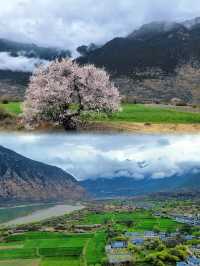 在西藏林芝，我找到了「三生三世」的桃花源！