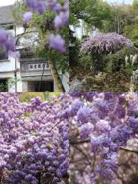 南浔帶娃已回，真不建議四月去