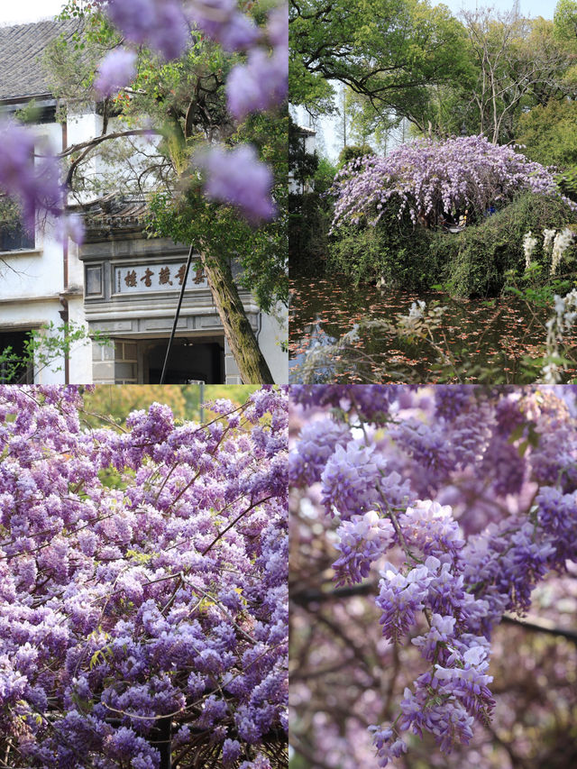 南浔帶娃已回，真不建議四月去