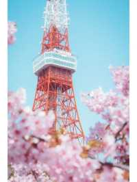 東京タワーと桜の絶妙な組み合わせ🌸｜撮影スポット紹介