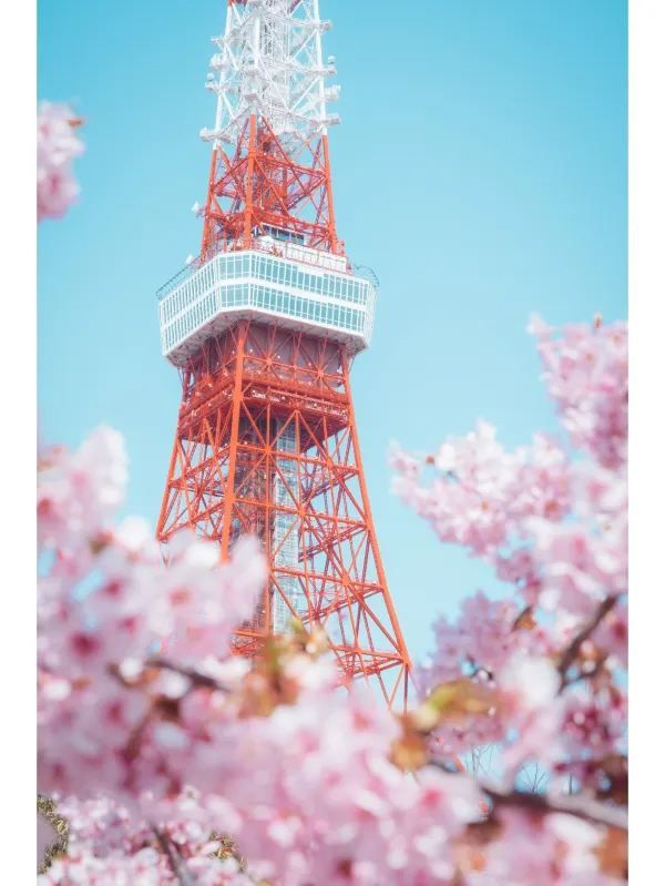 東京タワーと桜の絶妙な組み合わせ🌸｜撮影スポット紹介