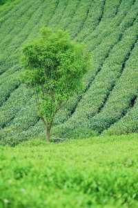 探秘黔南春色，邂逅貴定雲霧貢茶