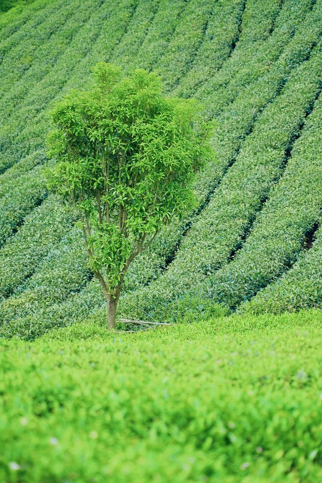 探秘黔南春色，邂逅貴定雲霧貢茶