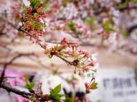 仙台寺廟賞樱攻略：邂逅春日禪意