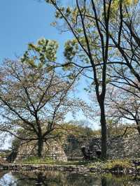 🌸四月大阪城公園，櫻花絕美之境