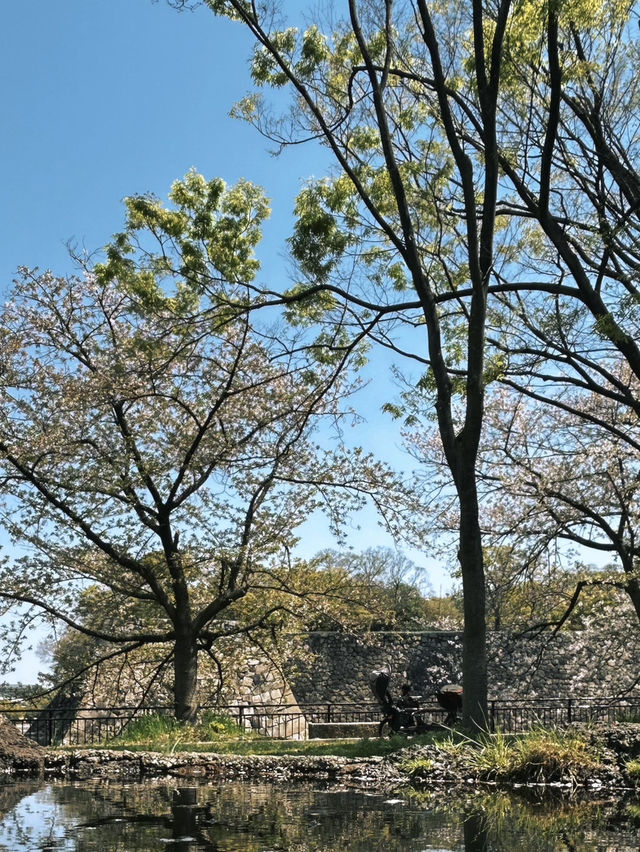 🌸四月大阪城公園，櫻花絕美之境