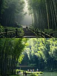 闖進萬畝竹海！這片竹海承包了整個夏天的清涼